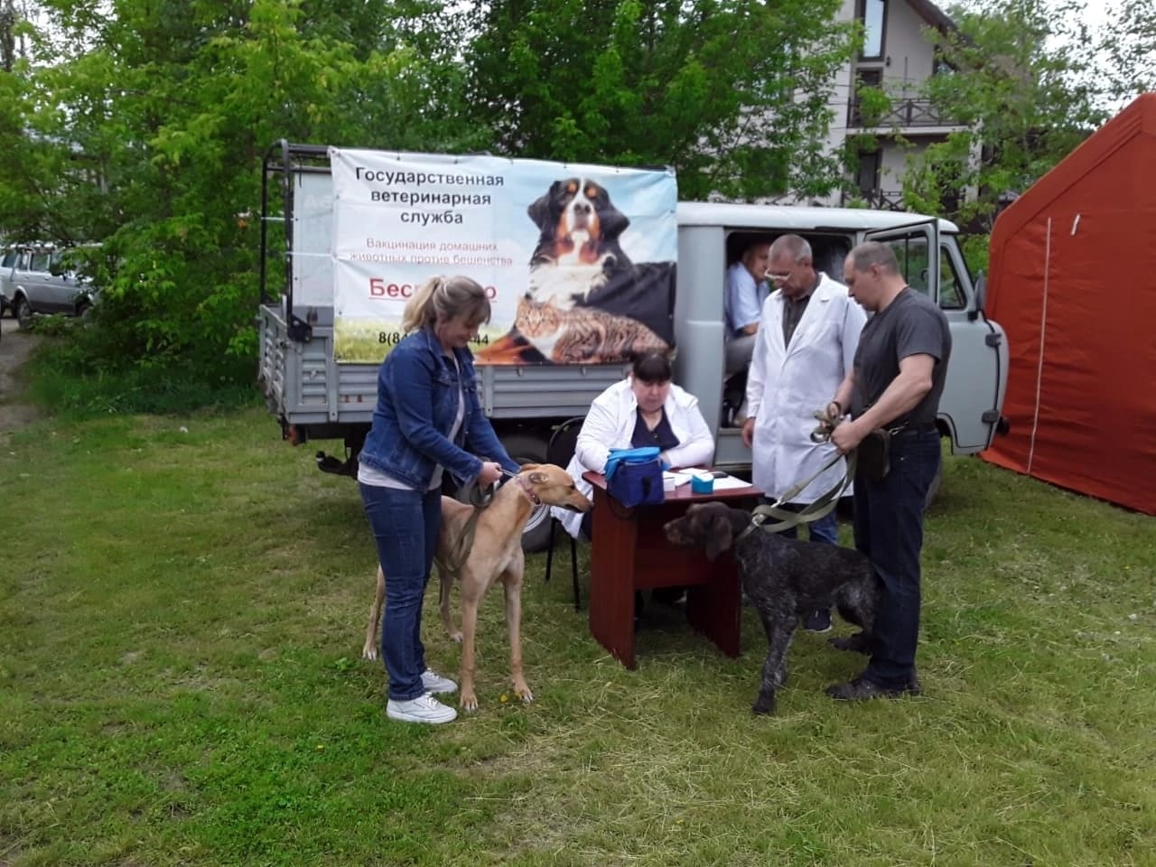 В Саратовской области пятый год подряд снижается число случаев бешенства